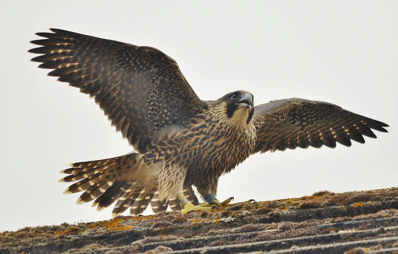 Фото обои птица, хищная, семейства, Falco peregrinus, Сапса́н, поиск добычи, устремлённый взгляд, чёрная верхняя часть головы