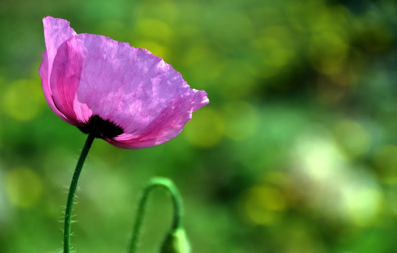 Фото обои зелень, цветок, лето, природа, розовый, мак