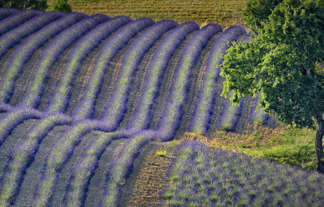 Фото обои поле, цветы, холмы, Франция, лаванда, Прованс-Альпы-Лазурный берег, Валансоль