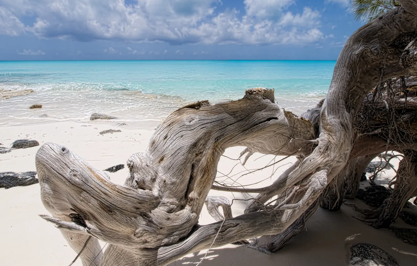 Фото обои песок, море, облака, корни, сухие, бревно, коряка