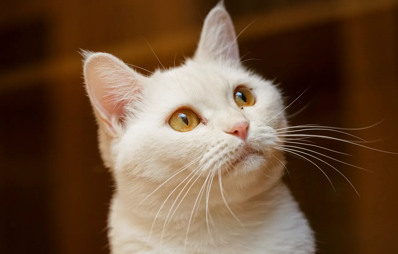 Фото обои белый, глаза, кот