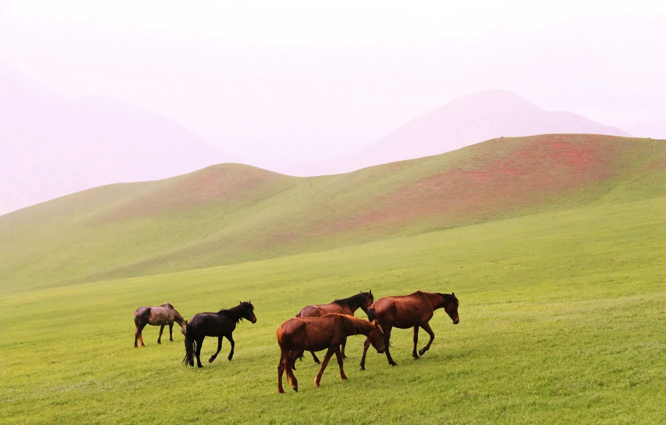 Фото обои пейзаж, холмы, поляна, Лошади, прогулка