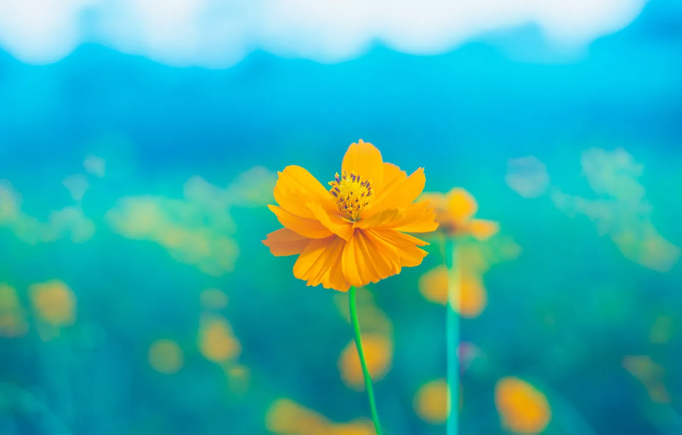 Фото обои Flower, Yellow, Macro, Kosmeya