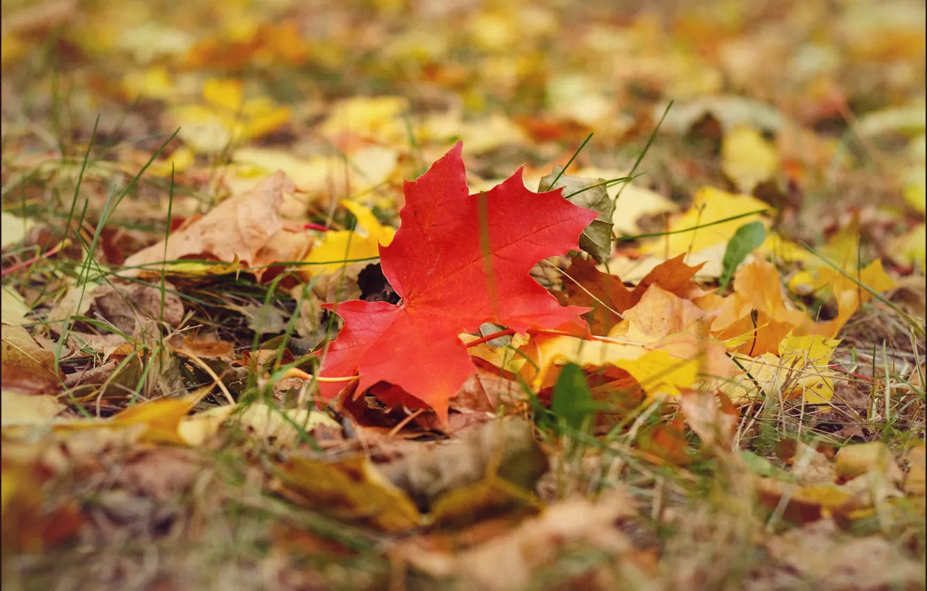 Фото обои осень, природа, кленовые, осенние листья