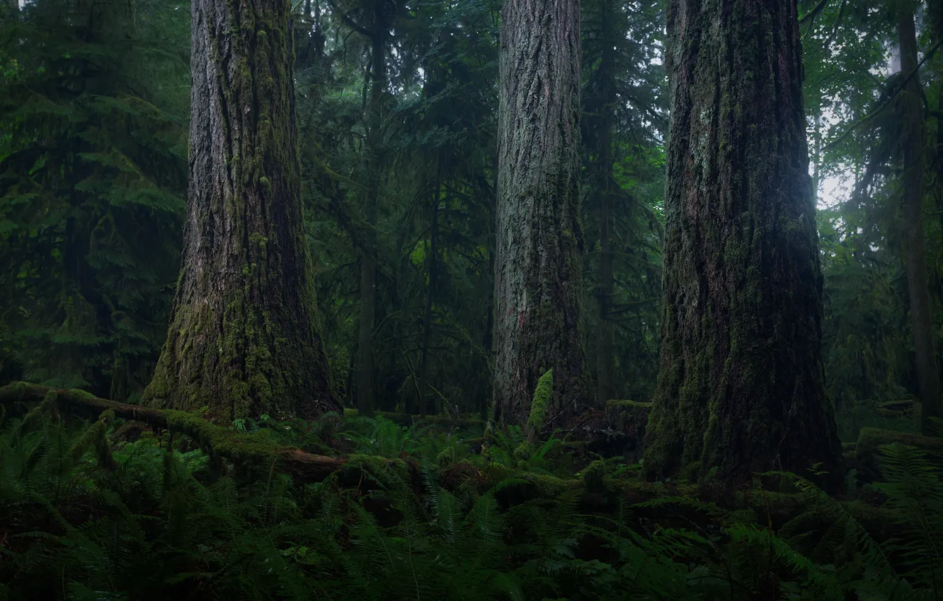 Фото обои лес, деревья, природа