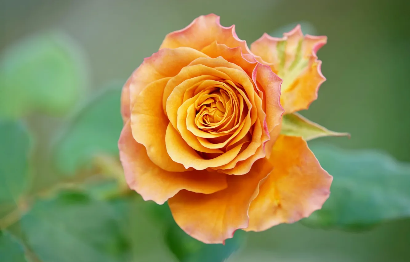 Фото обои макро, роза, оранжевая, лепестки, бутон, боке