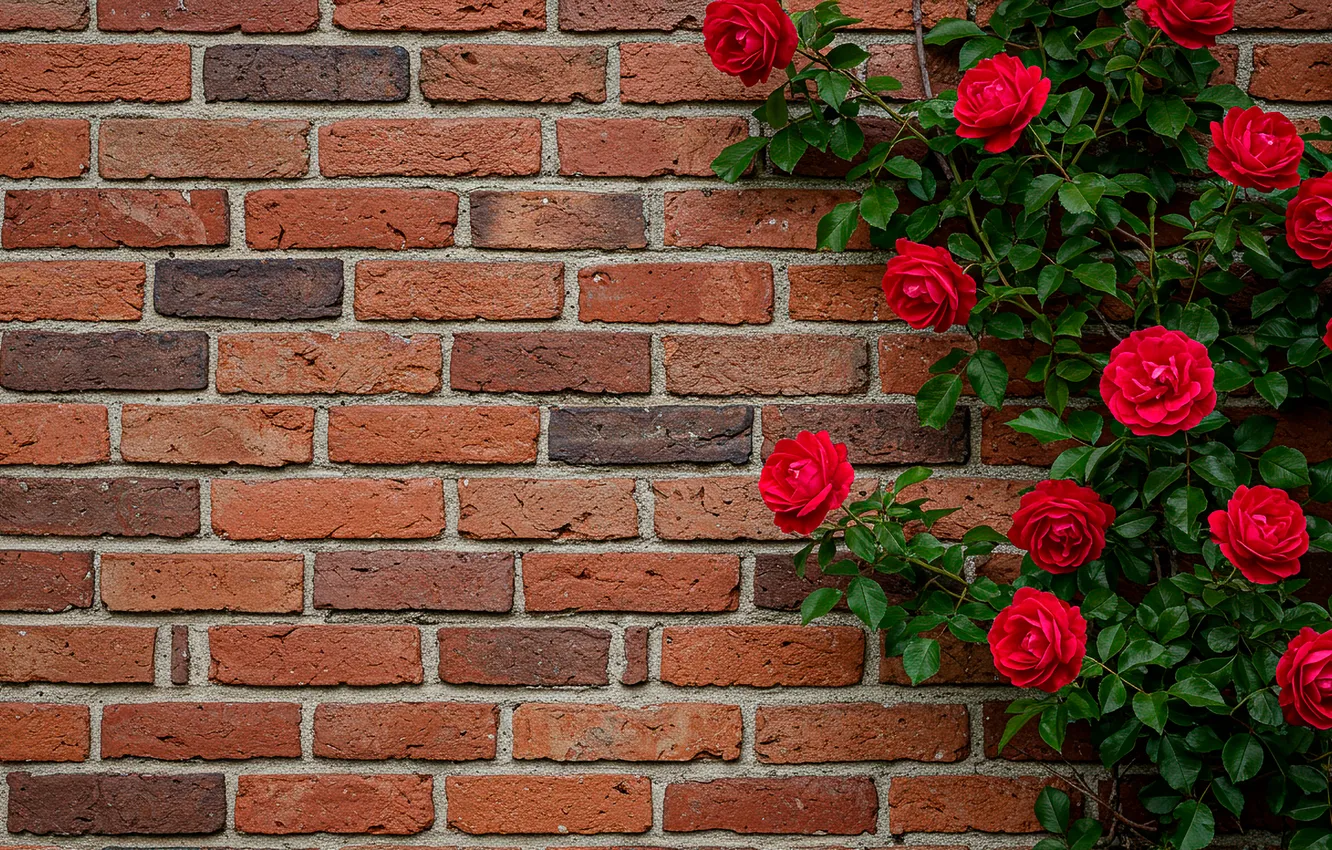 Фото обои стена, розы, wall, roses, brick, кирпичь