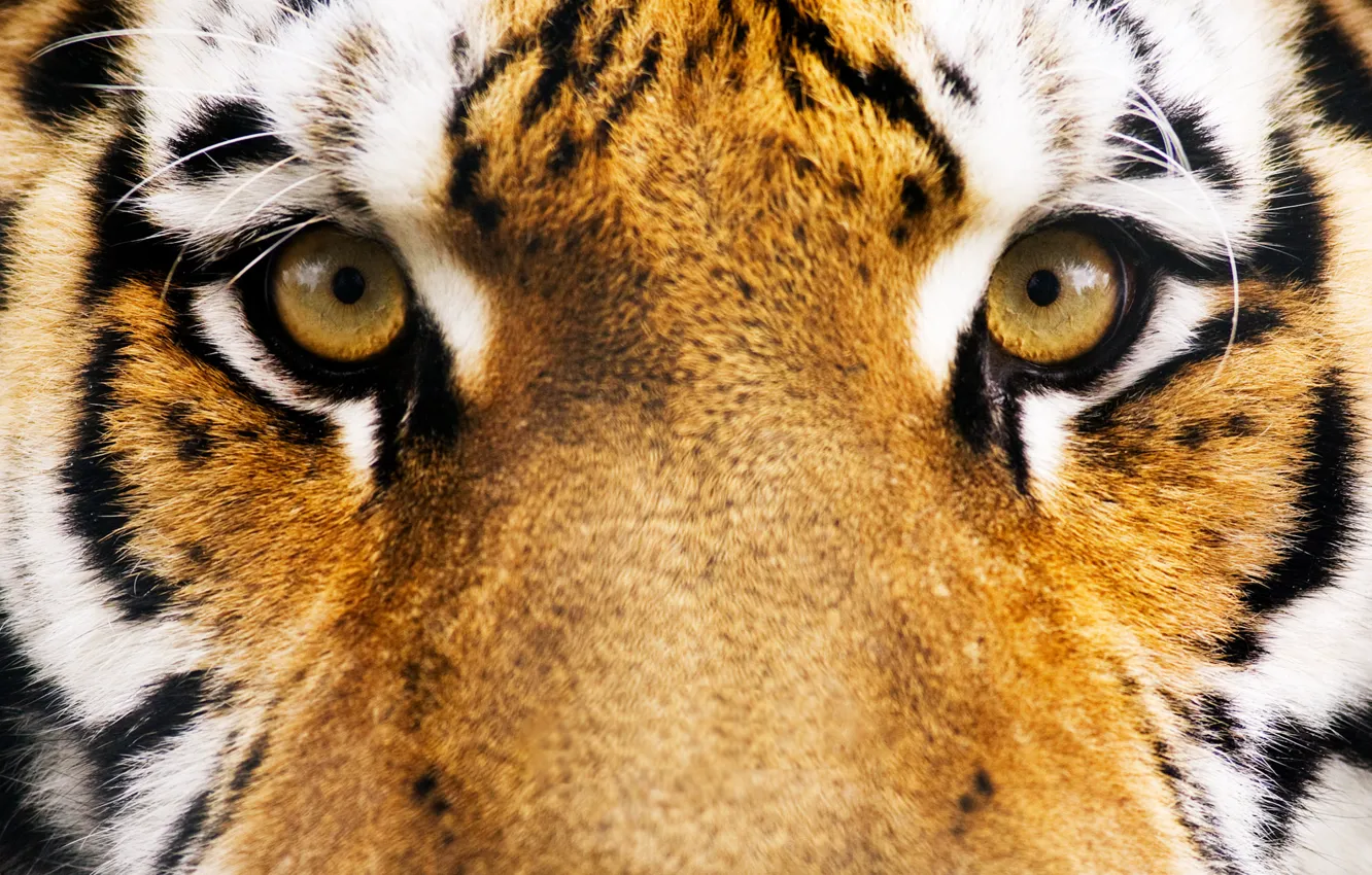 Фото обои глаза, морда, тигр, полосы