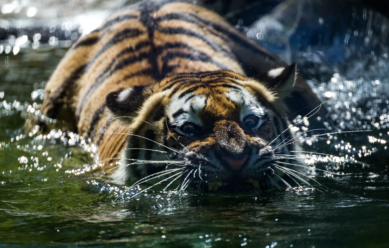 Фото обои взгляд, морда, вода, тигр, хищник