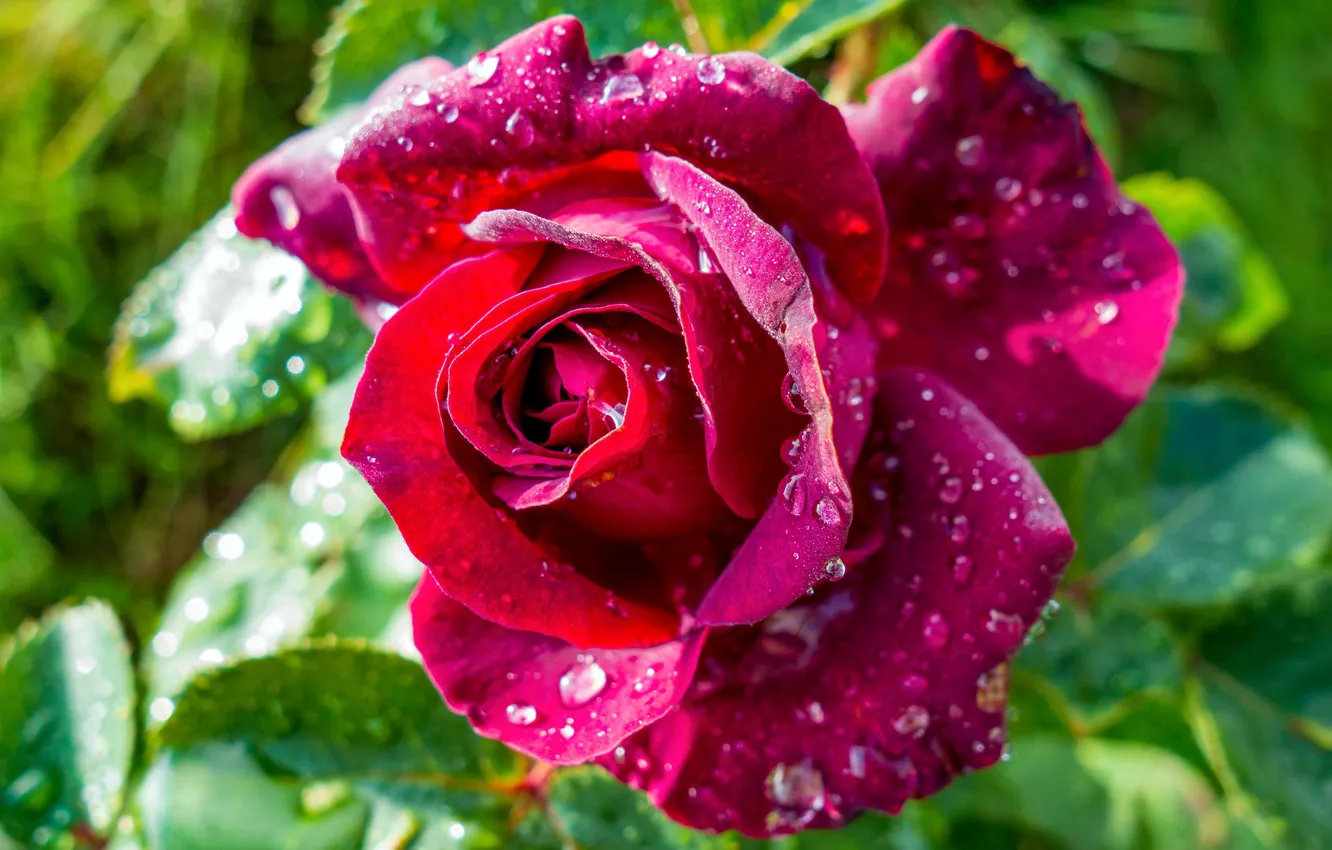 Фото обои цветок, роза, капельки воды