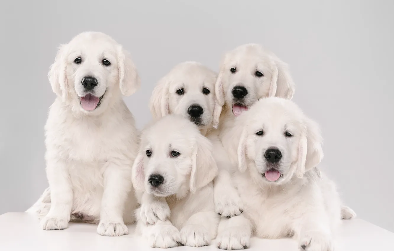 Фото обои собаки, фон, щенки, Голден ретривер, Золотистый ретривер