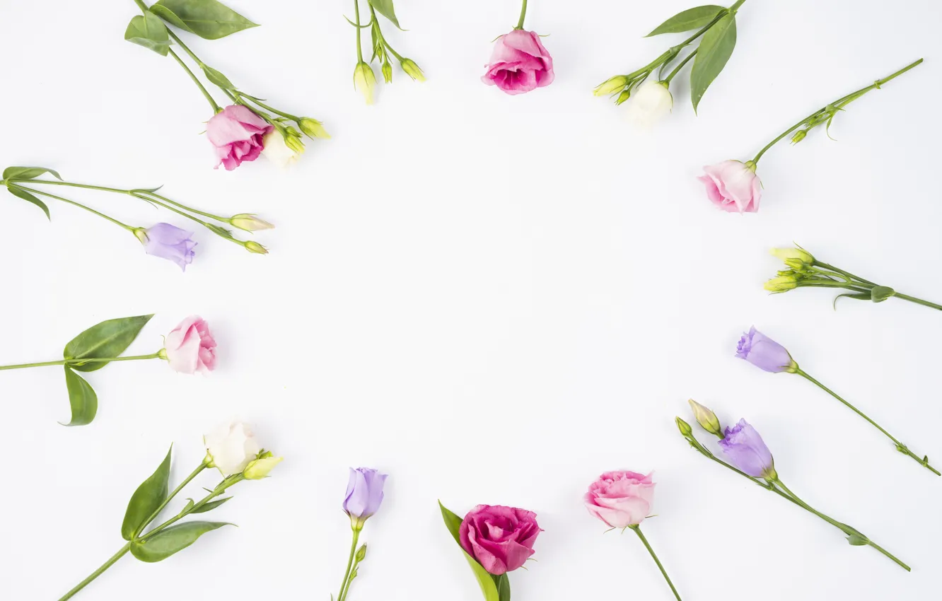 Фото обои цветы, бутоны, fresh, pink, flowers, violet, эустома, eustoma