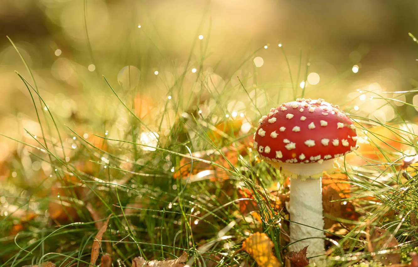 Фото обои осень, природа, гриб, мухомор