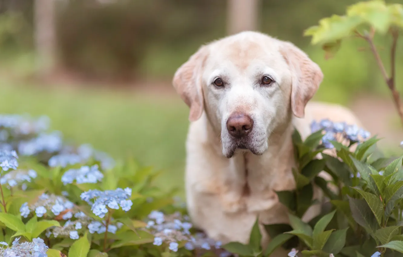 Фото обои взгляд, морда, цветы, собака, гортензия, Лабрадор-ретривер