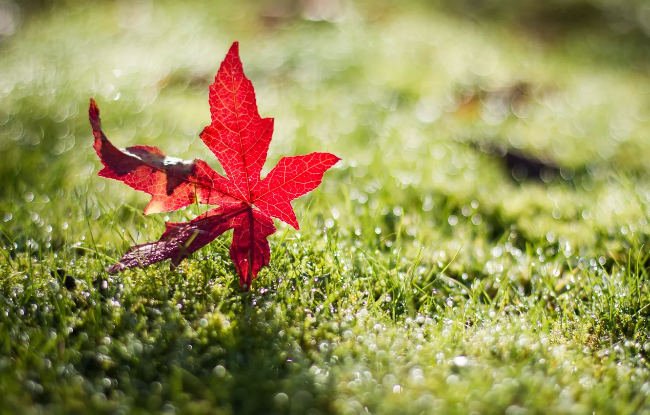 Фото обои лето, красный, блики, листик, в траве, солнечный свет, упал, росинки