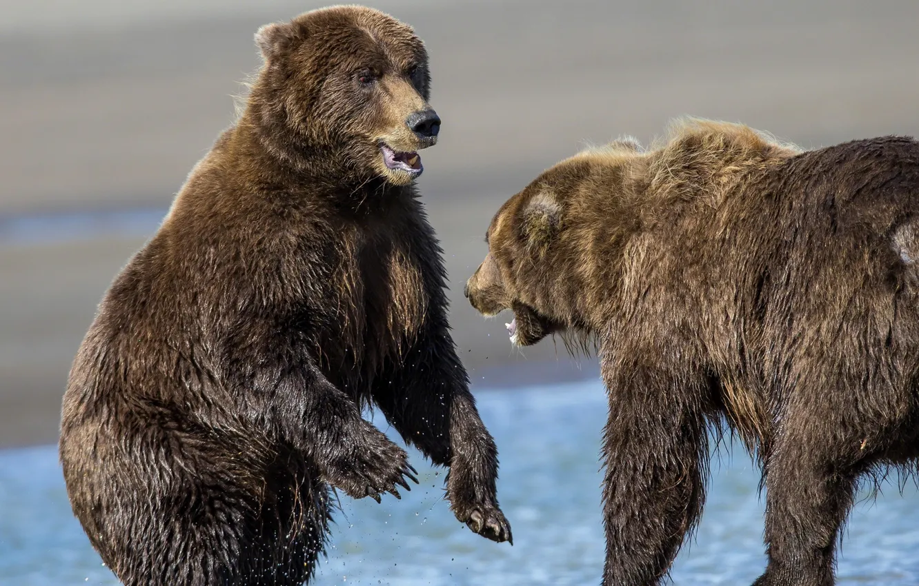 Фото обои борьба, шерсть, медведи, пара