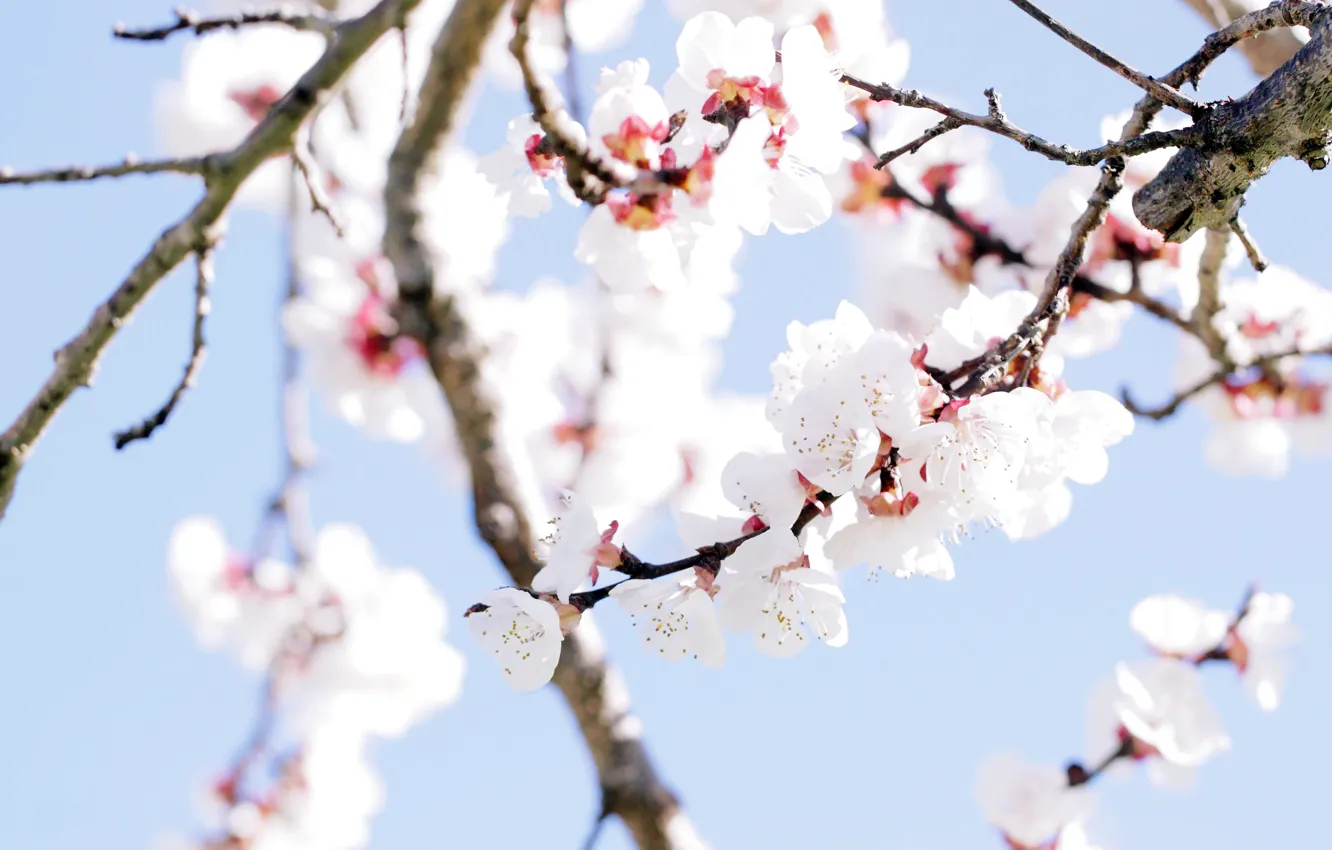 Фото обои цветы, дерево, весна, spring