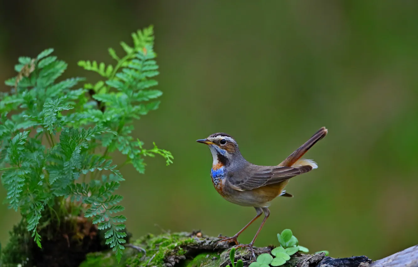 Фото обои птица, bird, варакушка