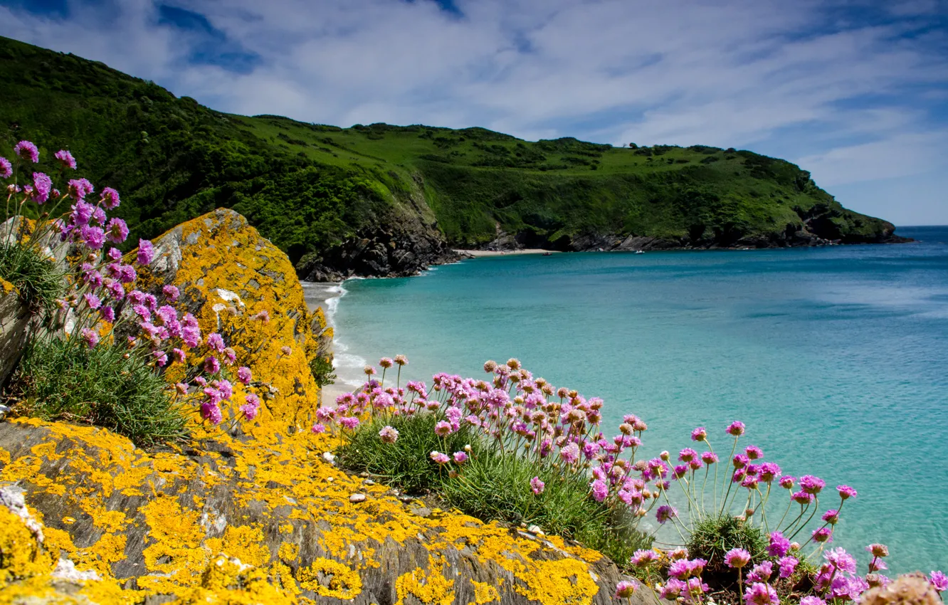 Фото обои море, цветы, камни, скалы, побережье, Великобритания, Cornwall, Trifolium