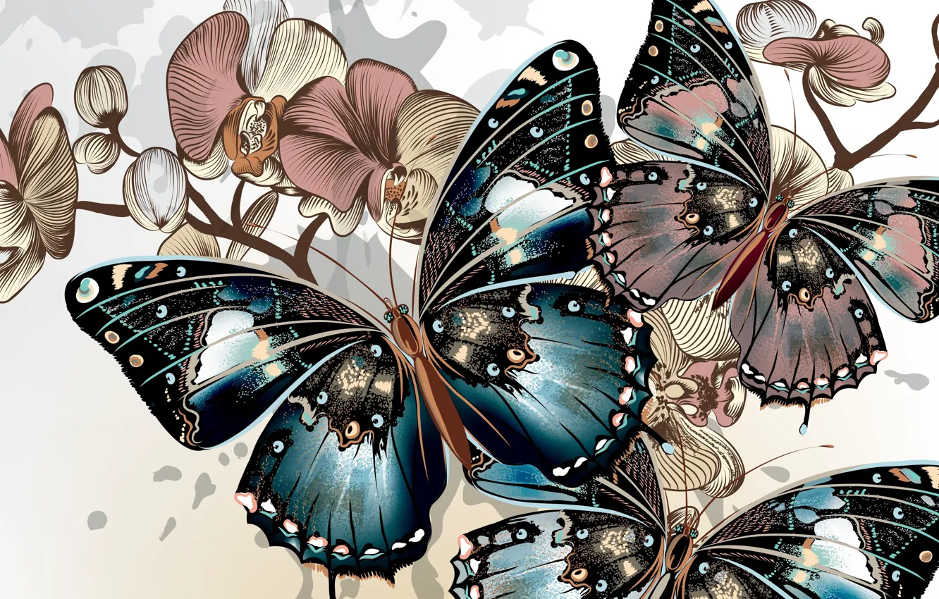 Фото обои цвета, бабочки, фон, крылья, вектор, окрас