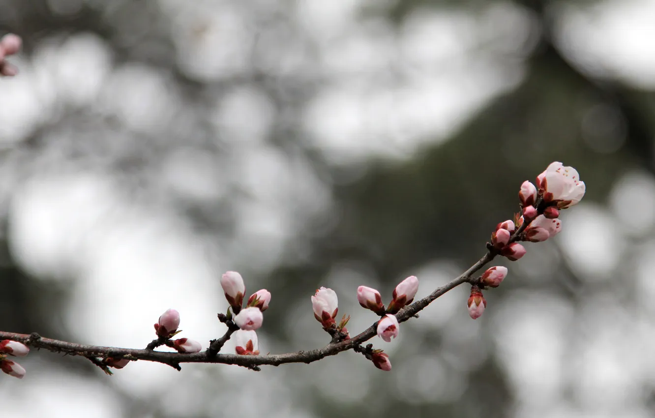 Фото обои pink, flowers, china, plum flower