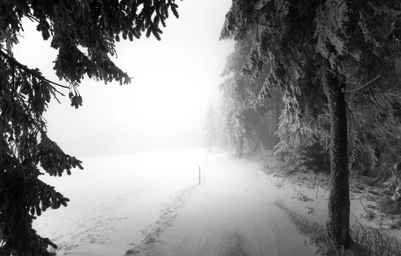 Фото обои дорога, лес, снег, туман