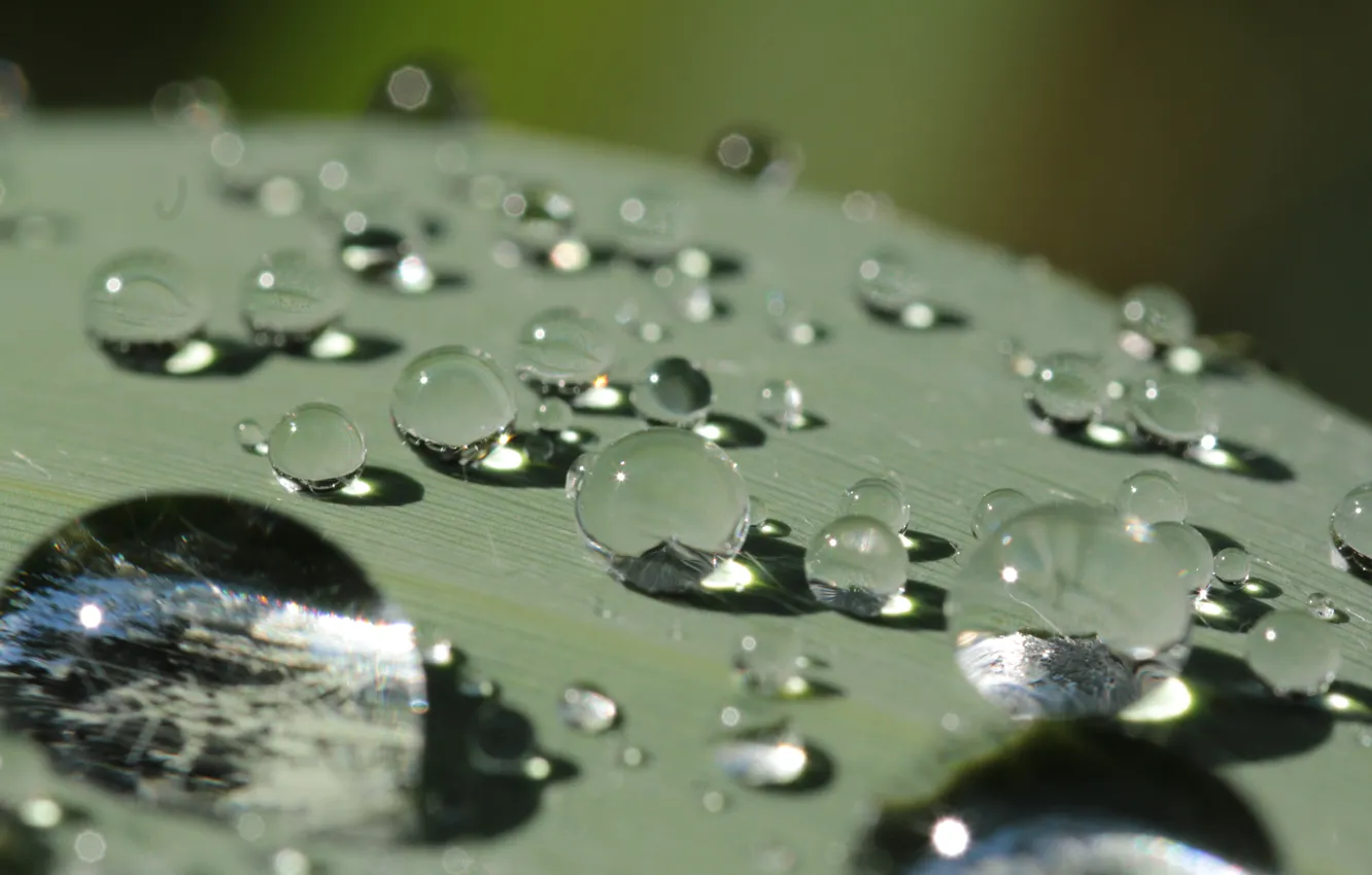 Фото обои вода, капли, после дождя, macro