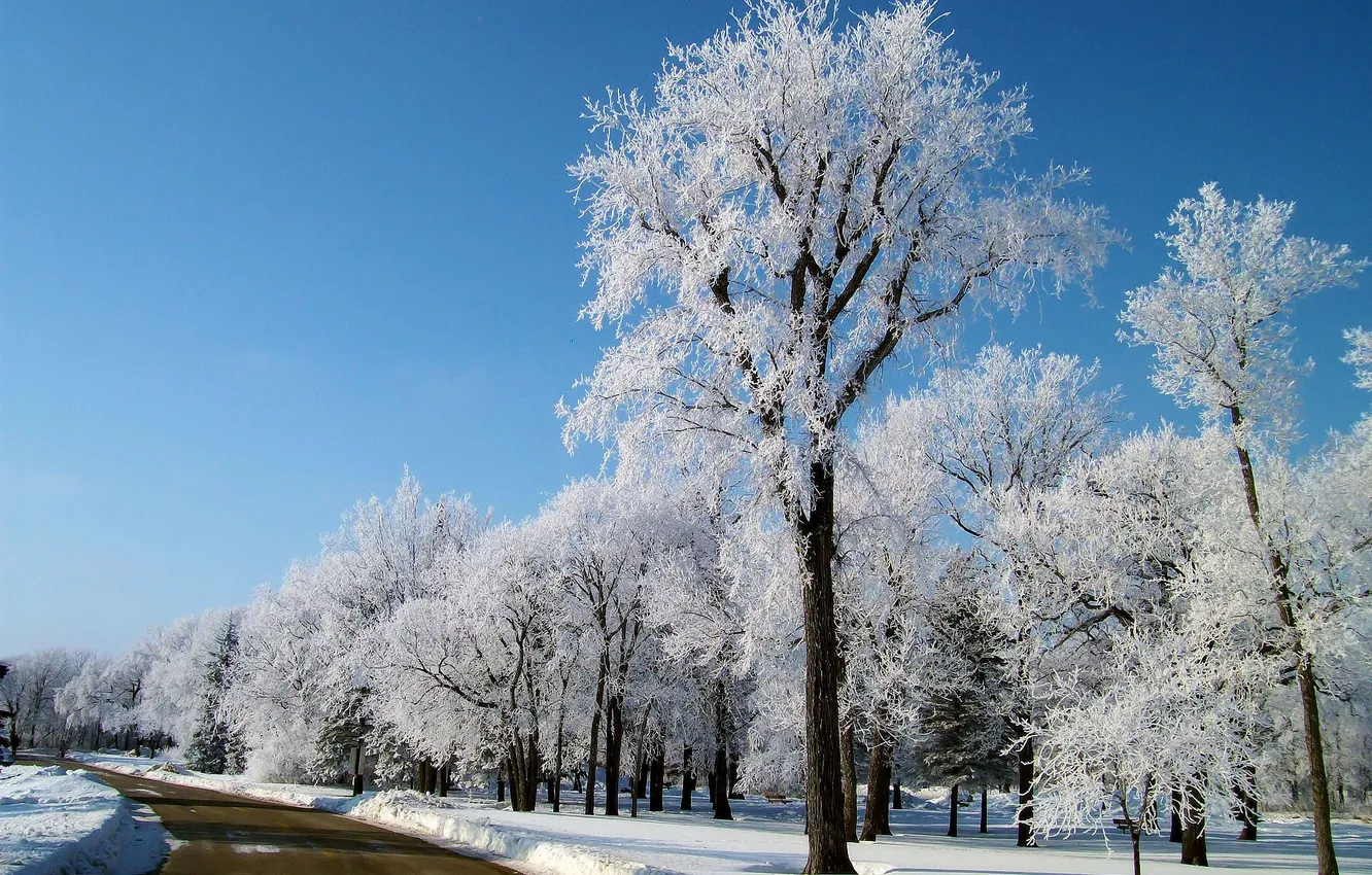 Фото обои зима, дорога, небо, снег, деревья