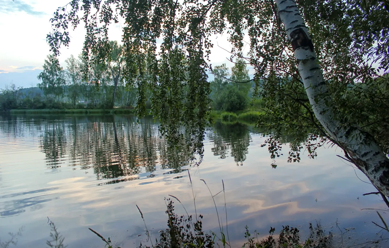 Фото обои река, утро, берёзы