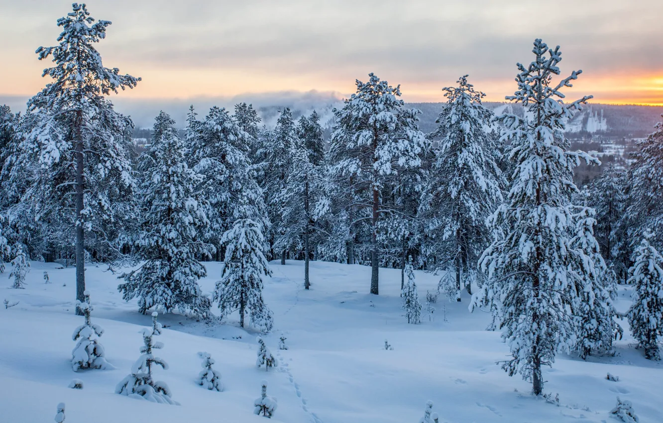 Фото обои зима, лес, закат, Финляндия, Rovaniemi