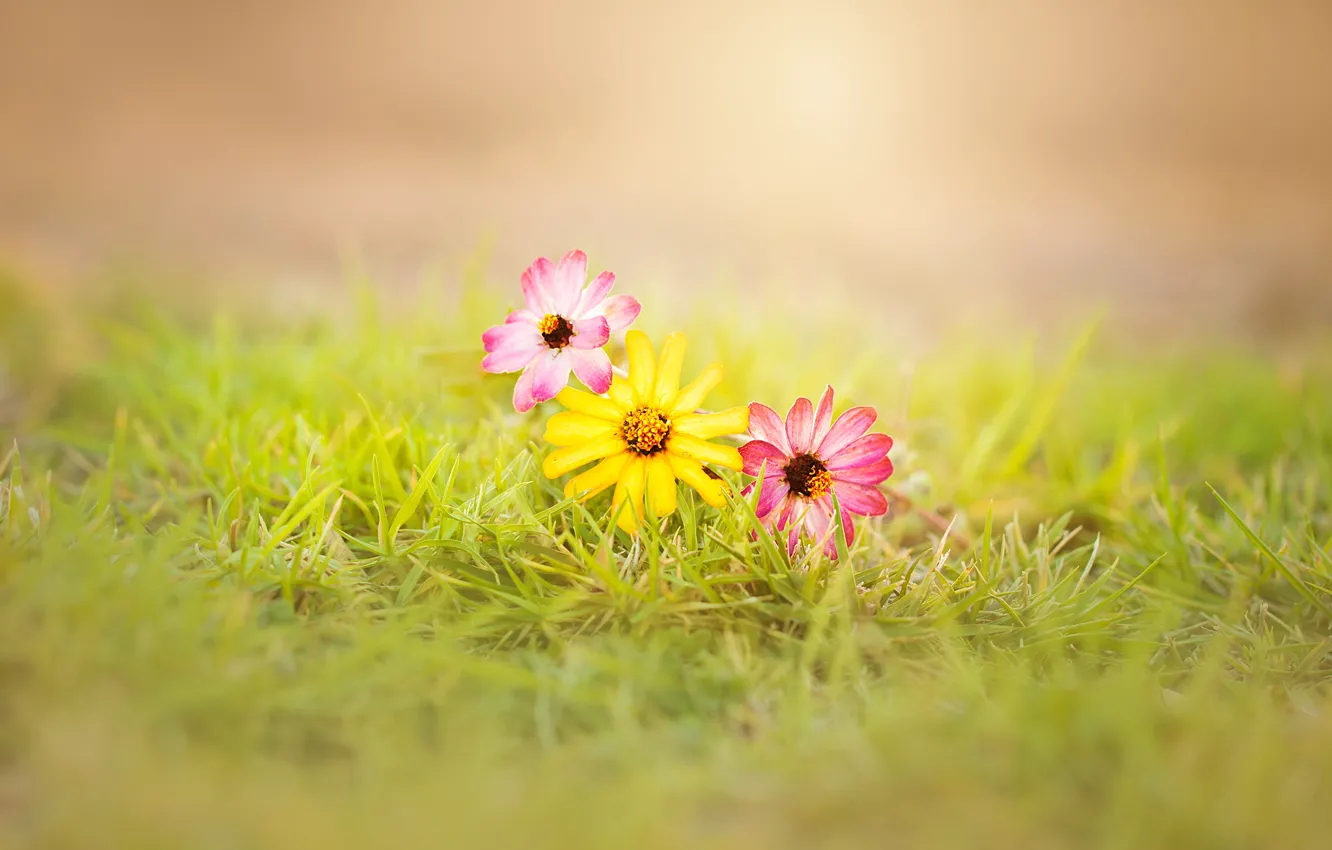 Фото обои grass, flowers, sunny