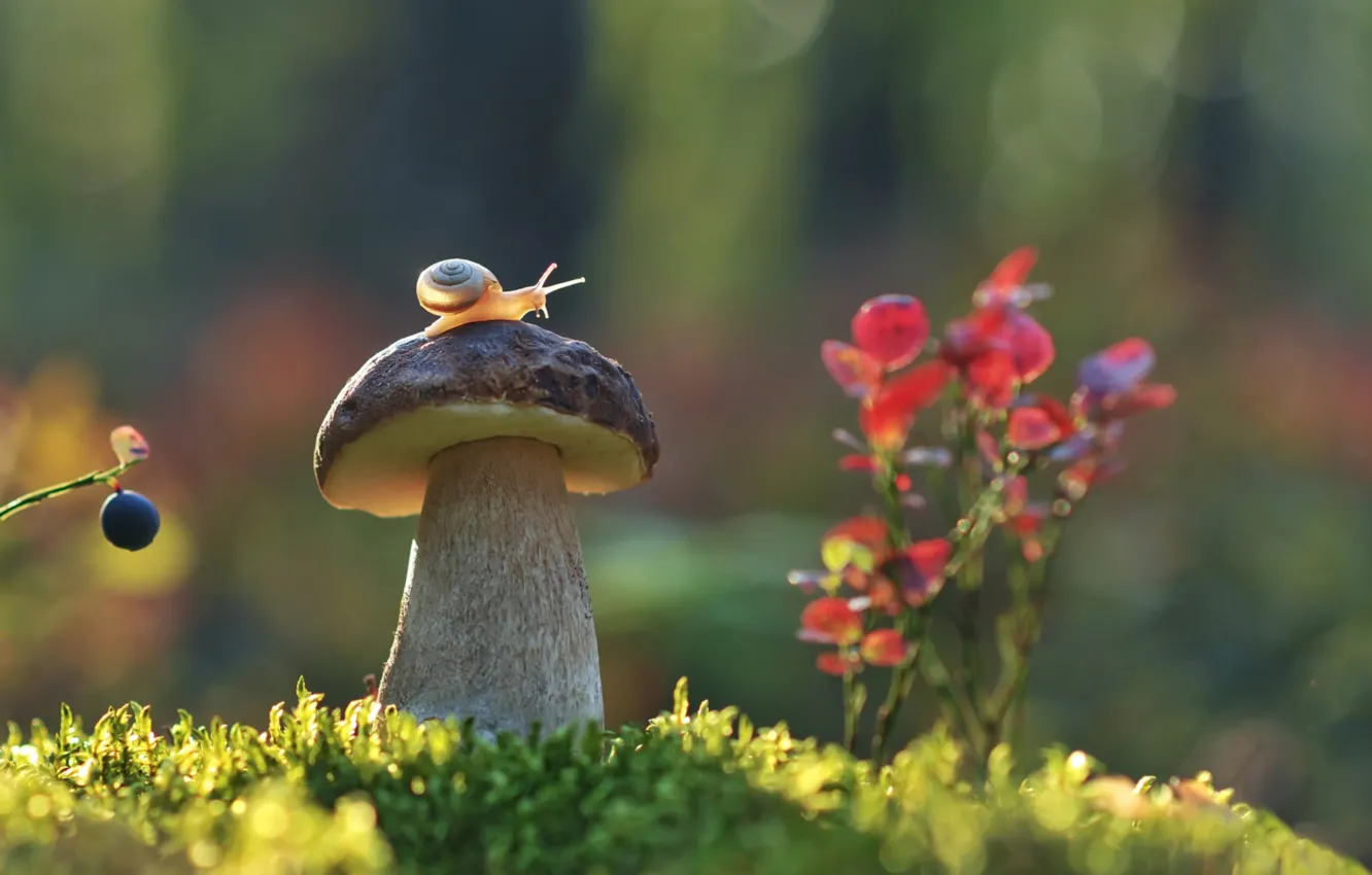 Фото обои гриб, улитка, боровик, кустик