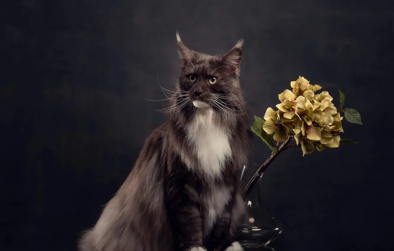 Фото обои кошка, кот, взгляд, поза, мордашка