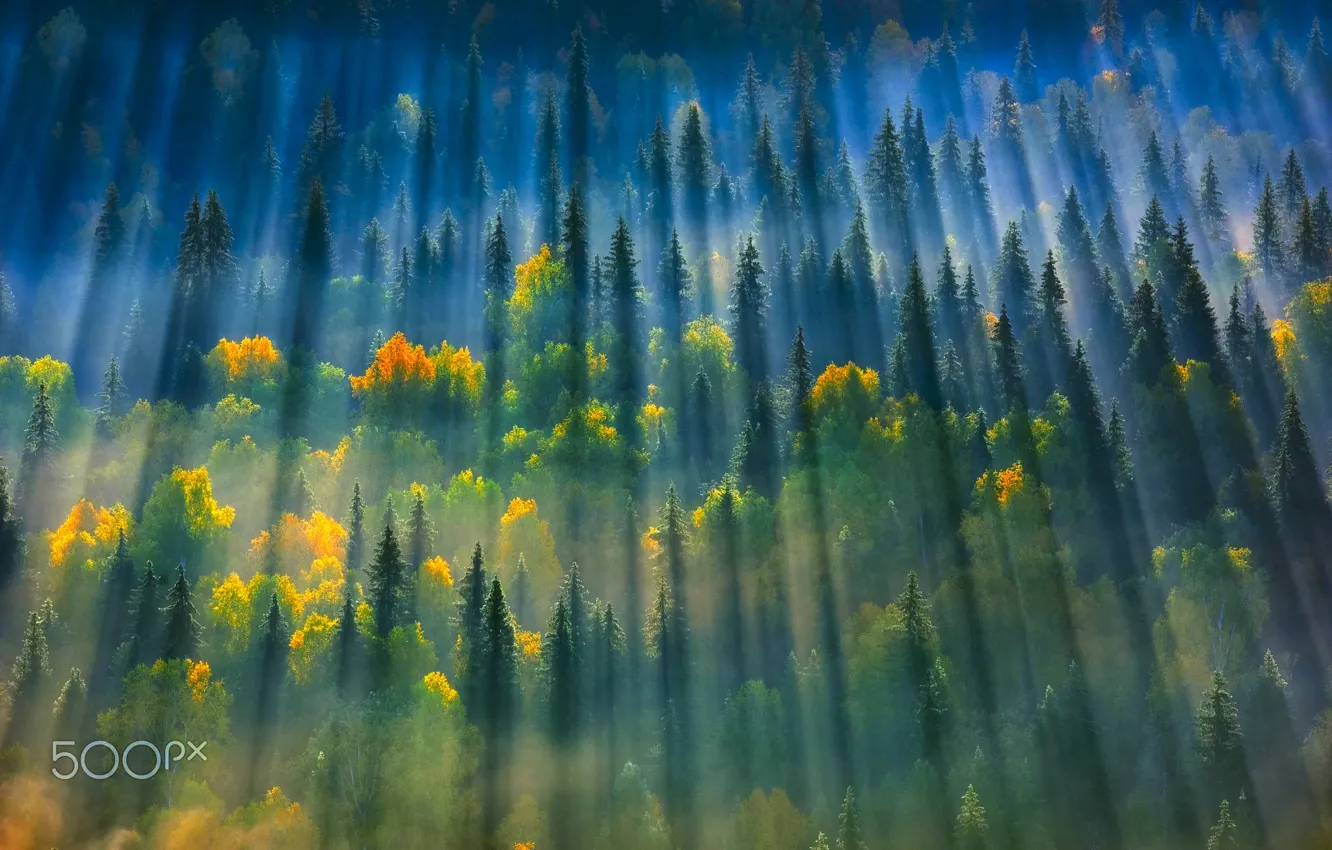 Фото обои осень, лес, свет, деревья, природа, дымка