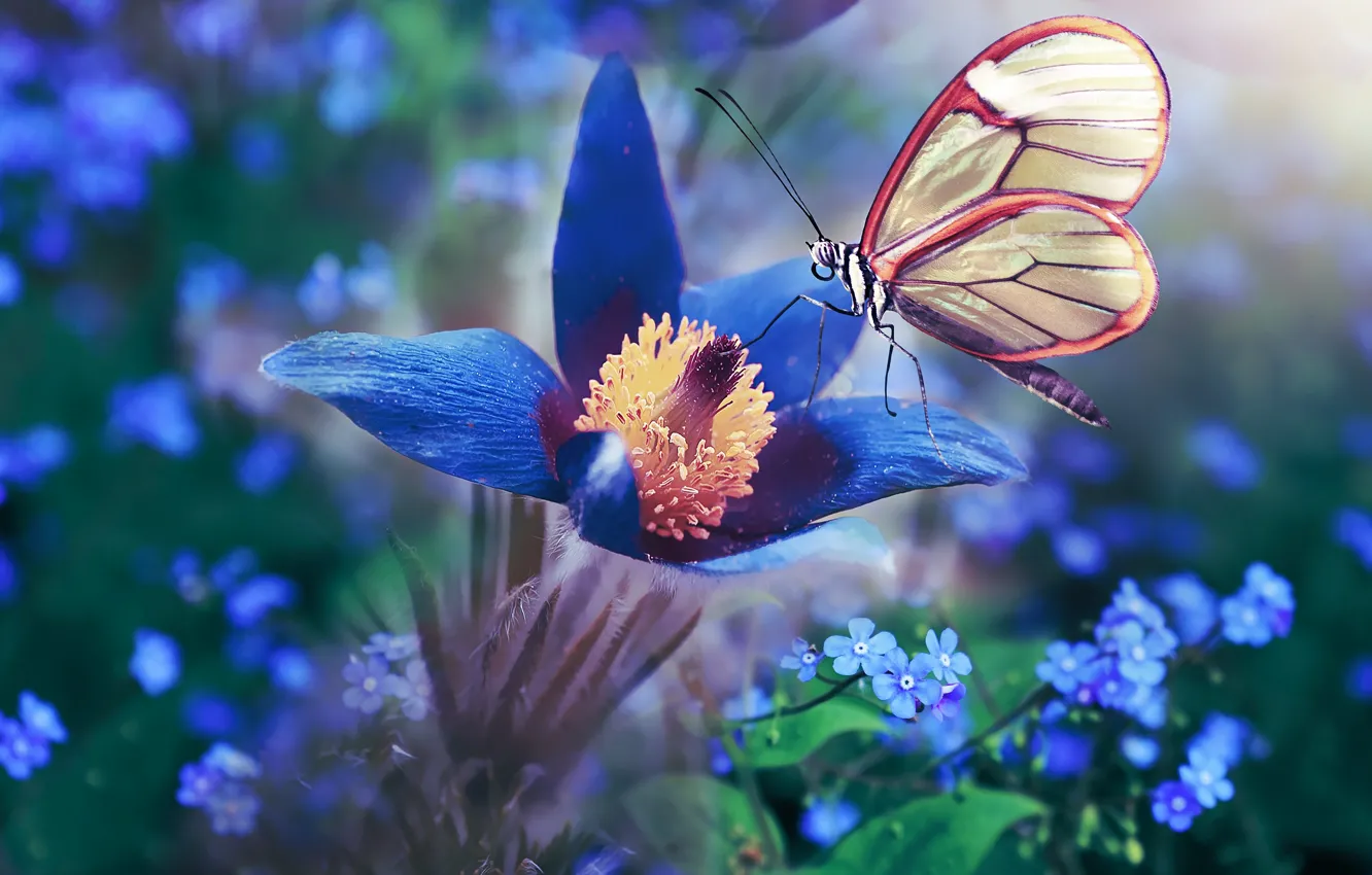 Фото обои цветок, макро, цветы, синий, бабочка, обработка, весна, голубые
