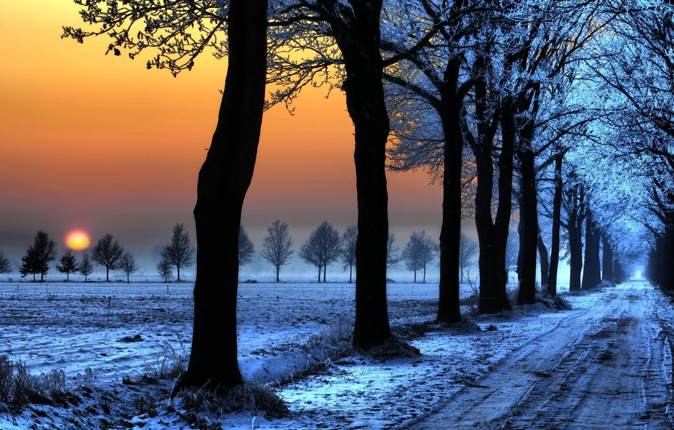 Фото обои дорога, снег, следы, Зима, деревь