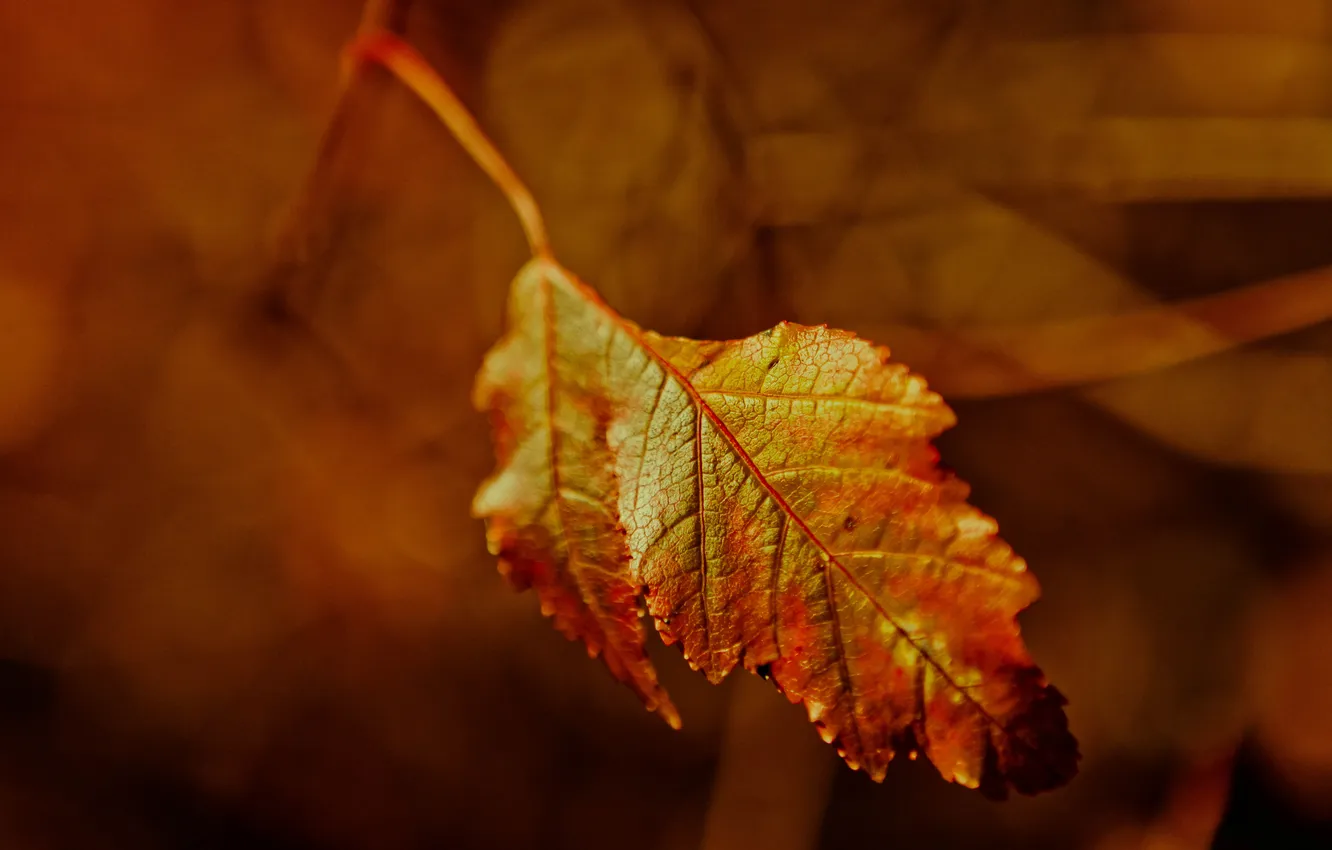 Фото обои осень, лист, клен
