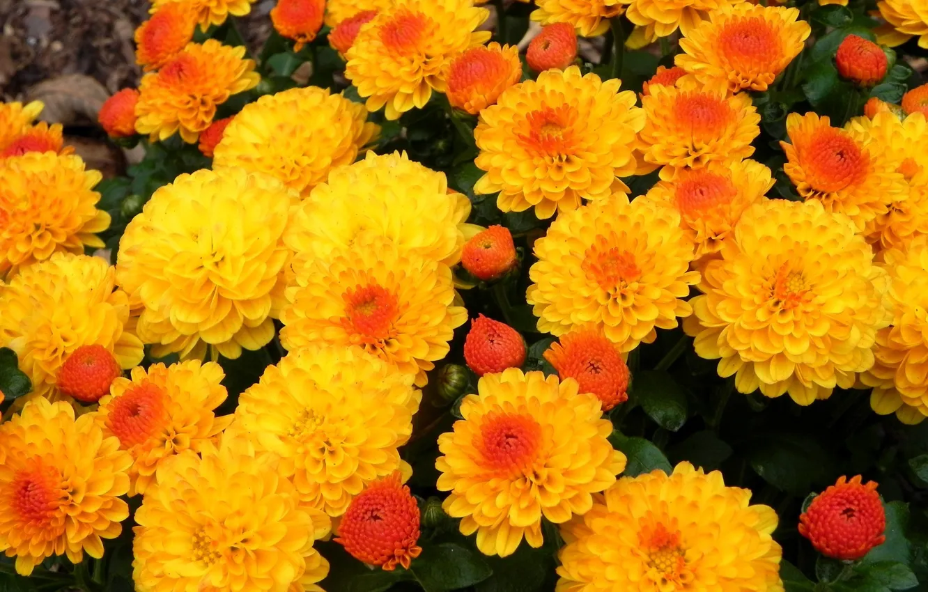 Фото обои осень, оранжевые, хризантемы