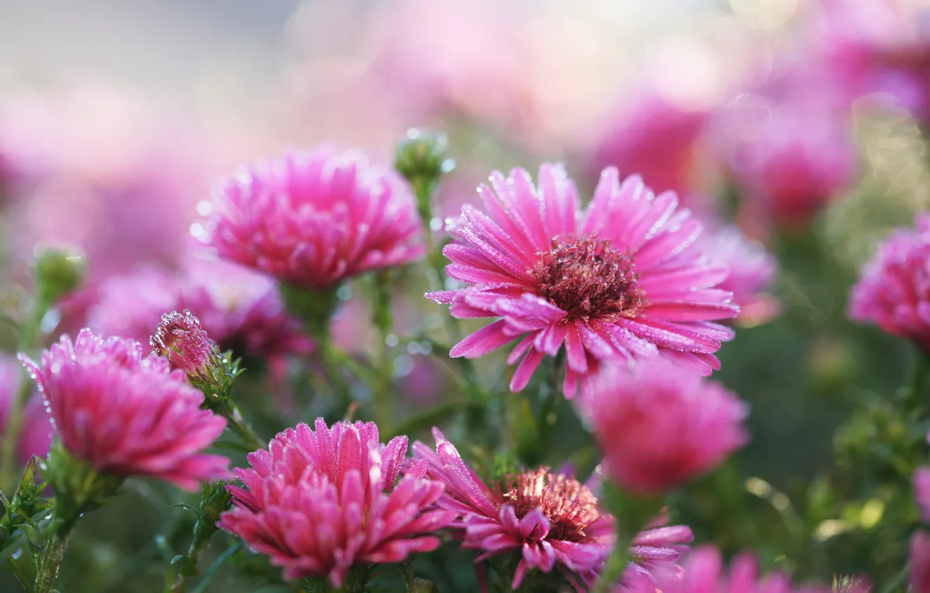 Фото обои цветы, розовые, заморозки, октябринки