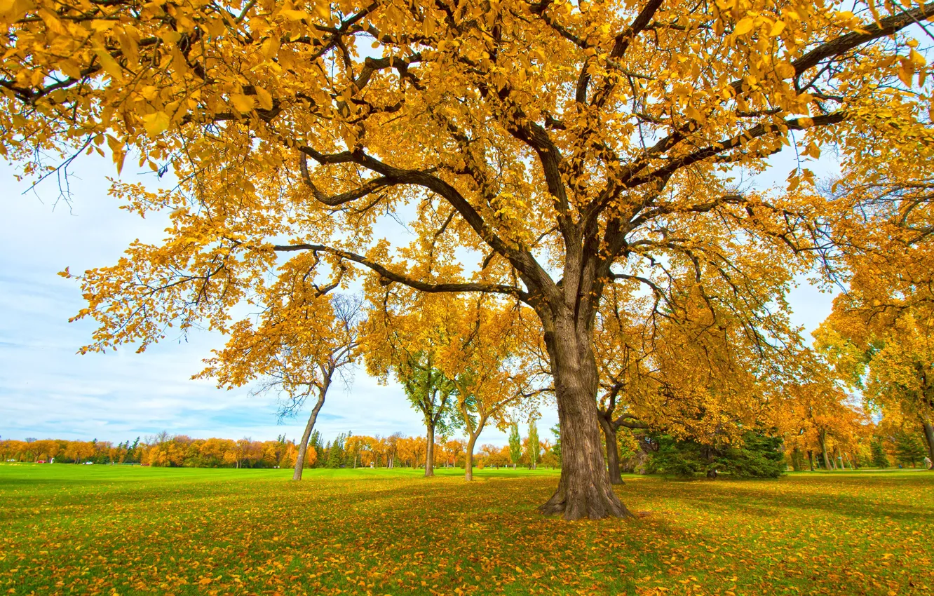 Фото обои осень, трава, листья, парк, дерево