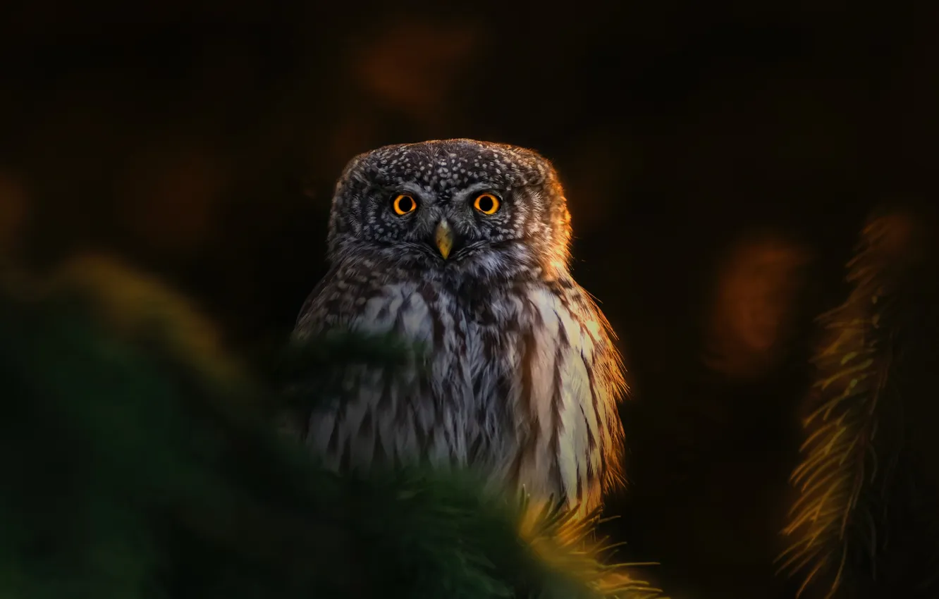 Фото обои nature, look, owl, depth field