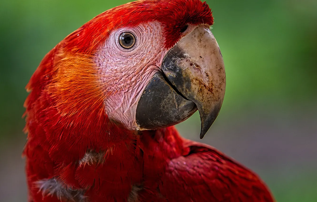 Фото обои фон, птица, перья, попугай, красные, боке, Scarlet Macaw