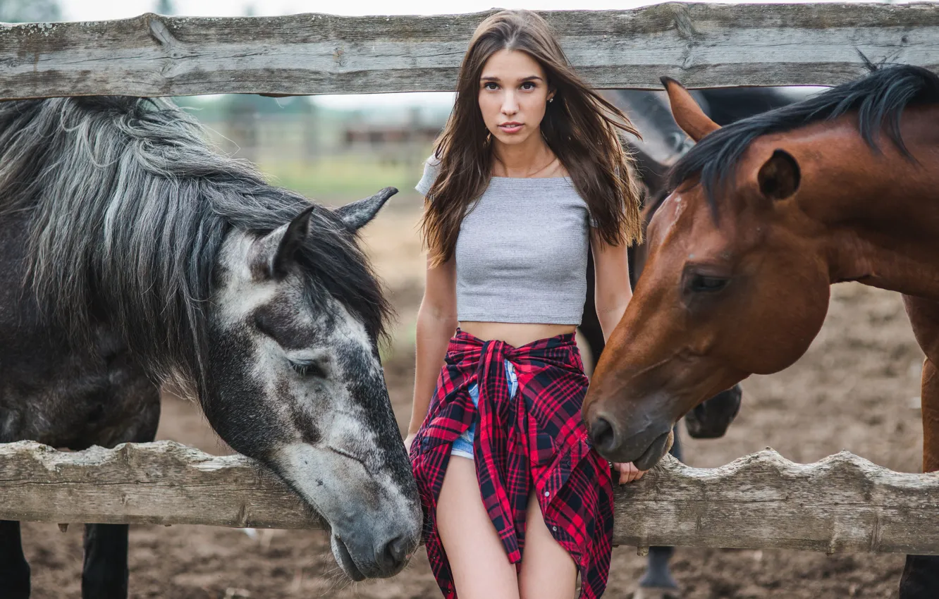 Фото обои взгляд, девушка, забор, лошади
