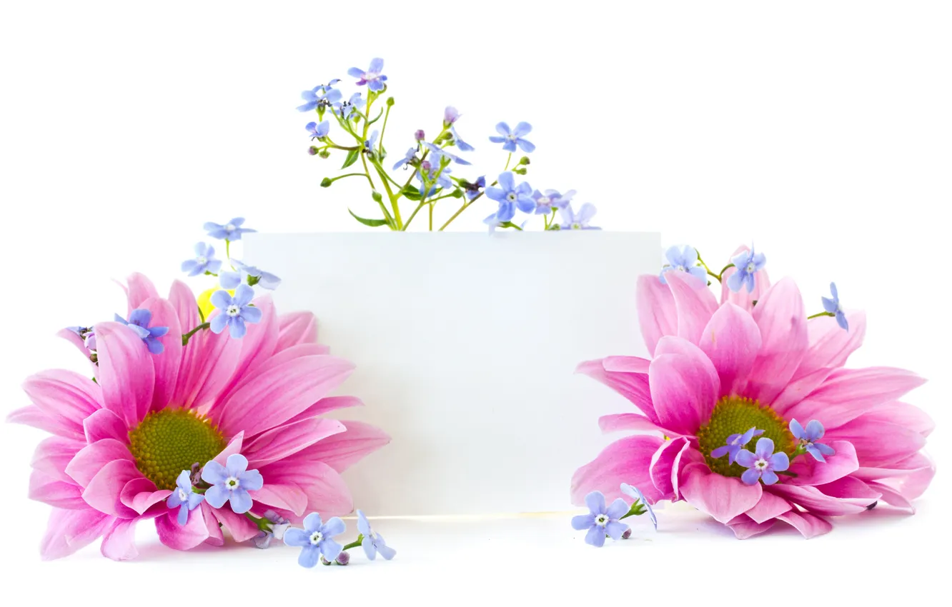 Фото обои цветы, лепестки, flowers