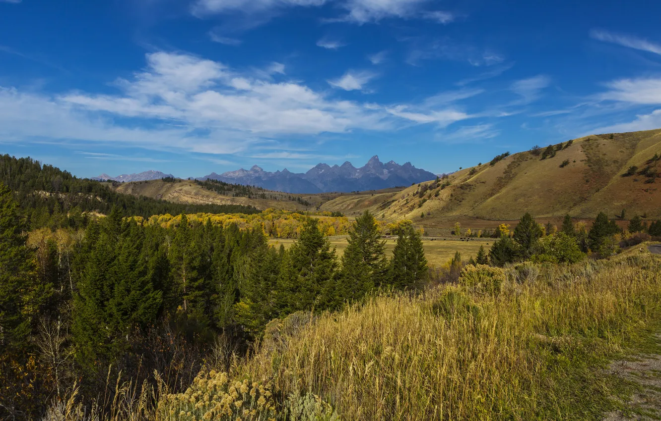 Фото обои горы, поля, США, леса, национальный парк, Grand Teton