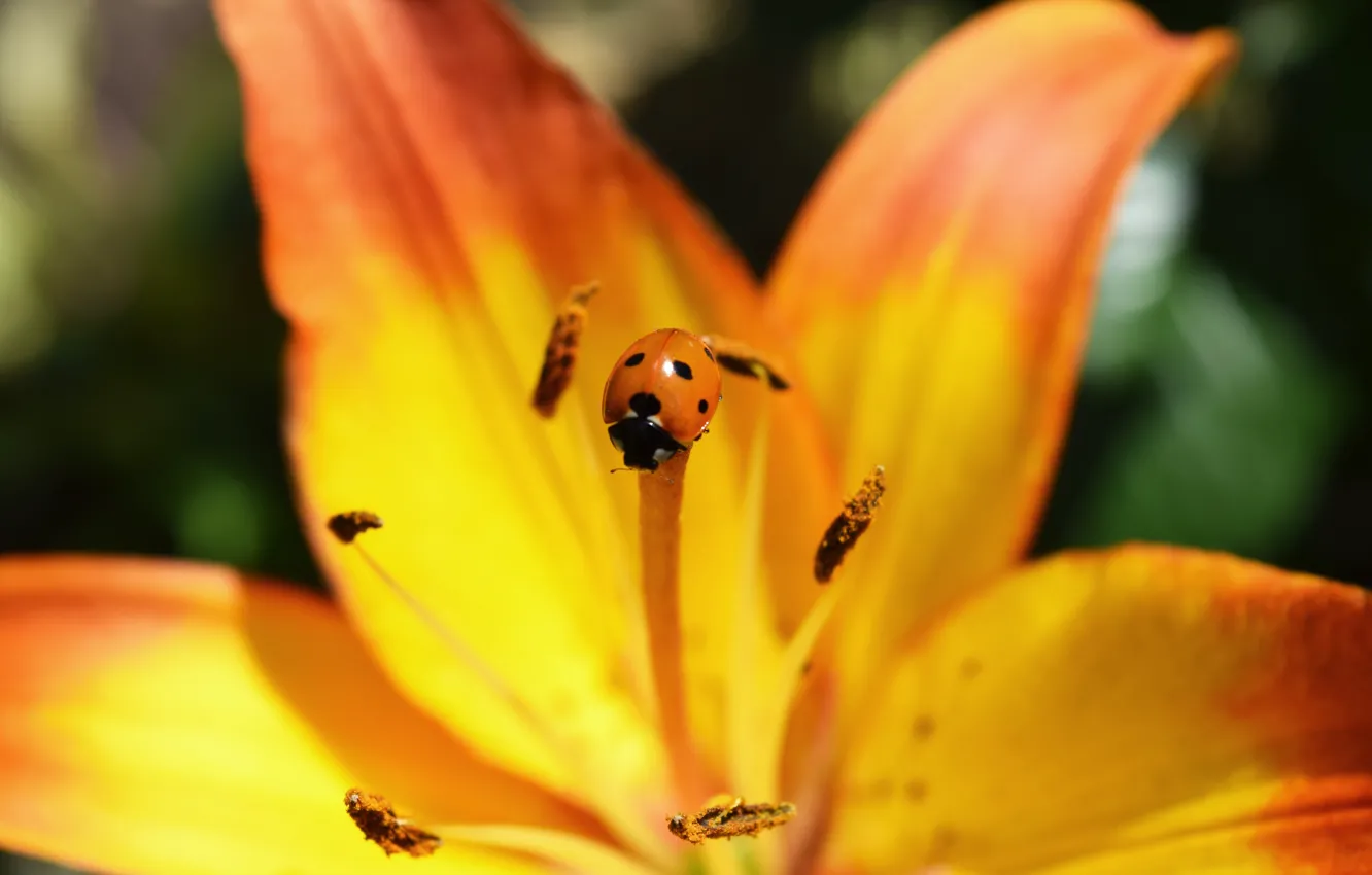 Фото обои цветок, оранжевый, насекомые, божья коровка, лилия