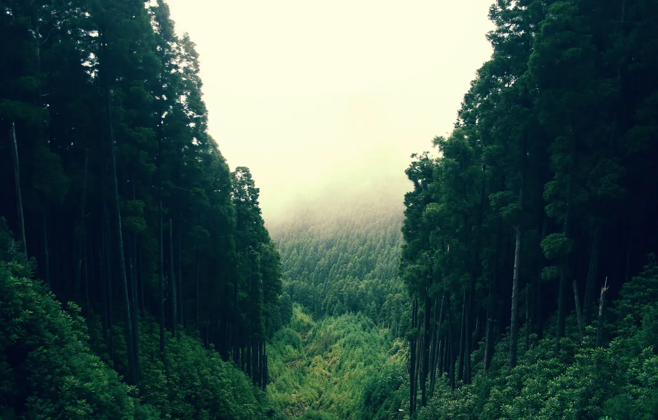 Фото обои лес, дерево, овраг