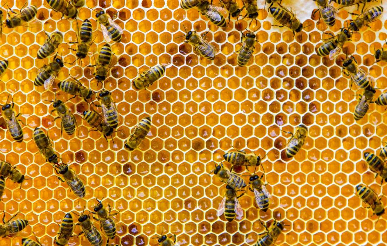 Фото обои construction, bees, hive
