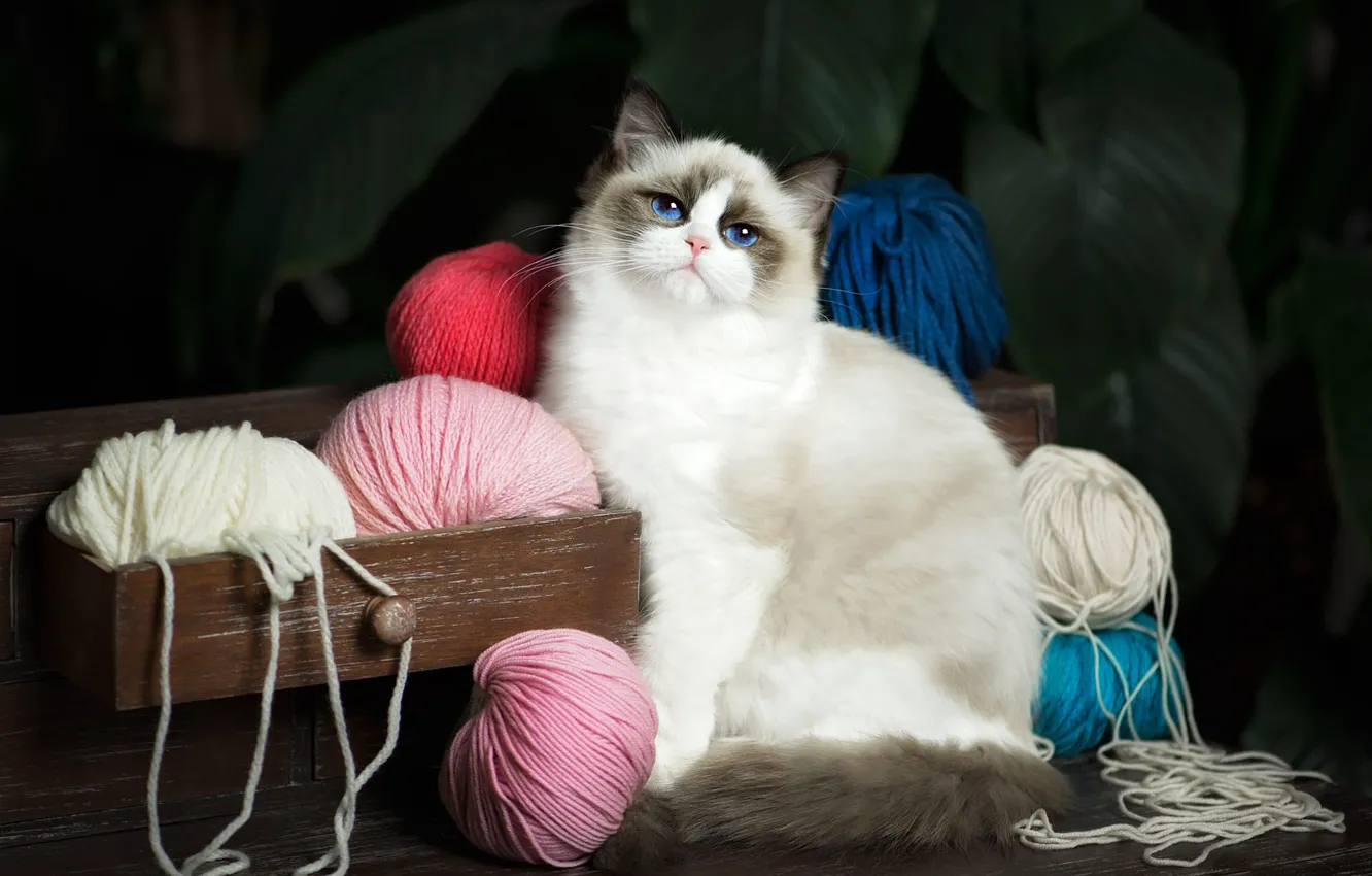 Фото обои кошка, кот, взгляд, листья, ящик, голубые глаза, нитки, комод