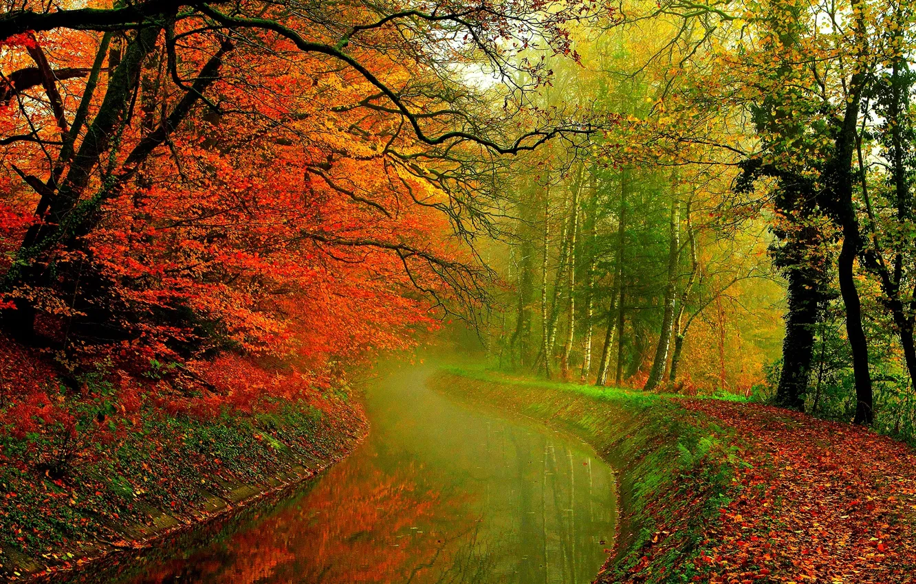 Фото обои осень, лес, листья, вода, деревья, природа, река, hdr